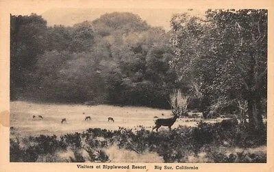 Ripplewood-Resort-Big-Sur-Historical-Record (2)