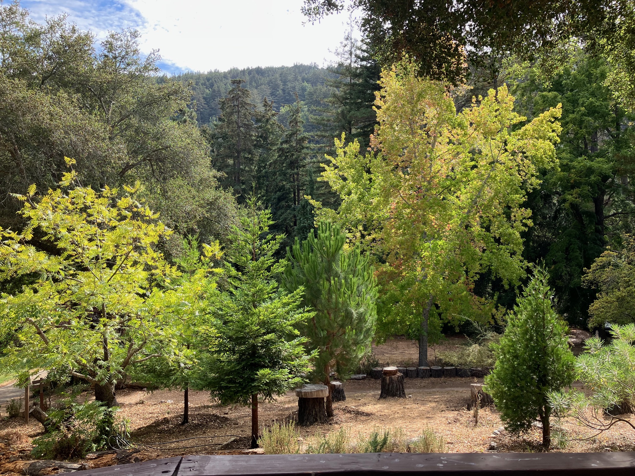 Ripplewood-Resort-Hotel-Big-Sur-Cabin-15-14