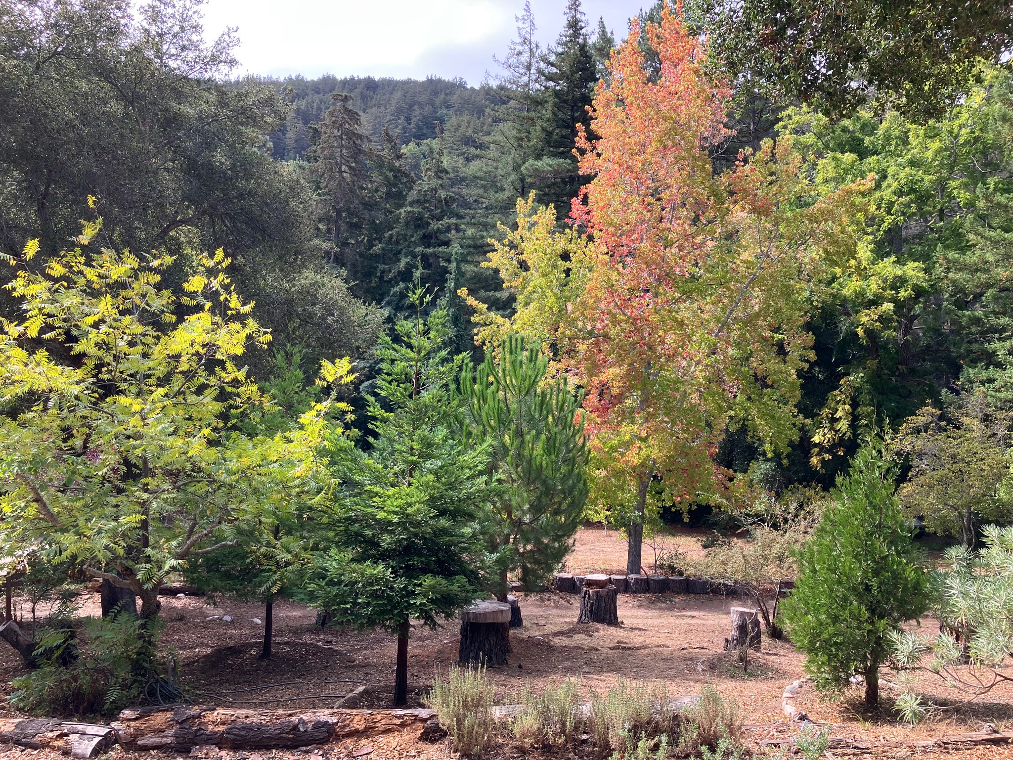 Ripplewood-Resort-Hotel-Big-Sur-Cabin-15-11