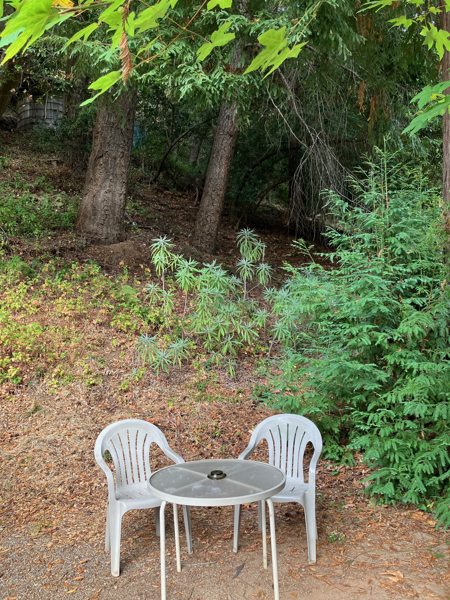 Ripplewood-Resort-Hotel-Big-Sur-Cabin-12a-2