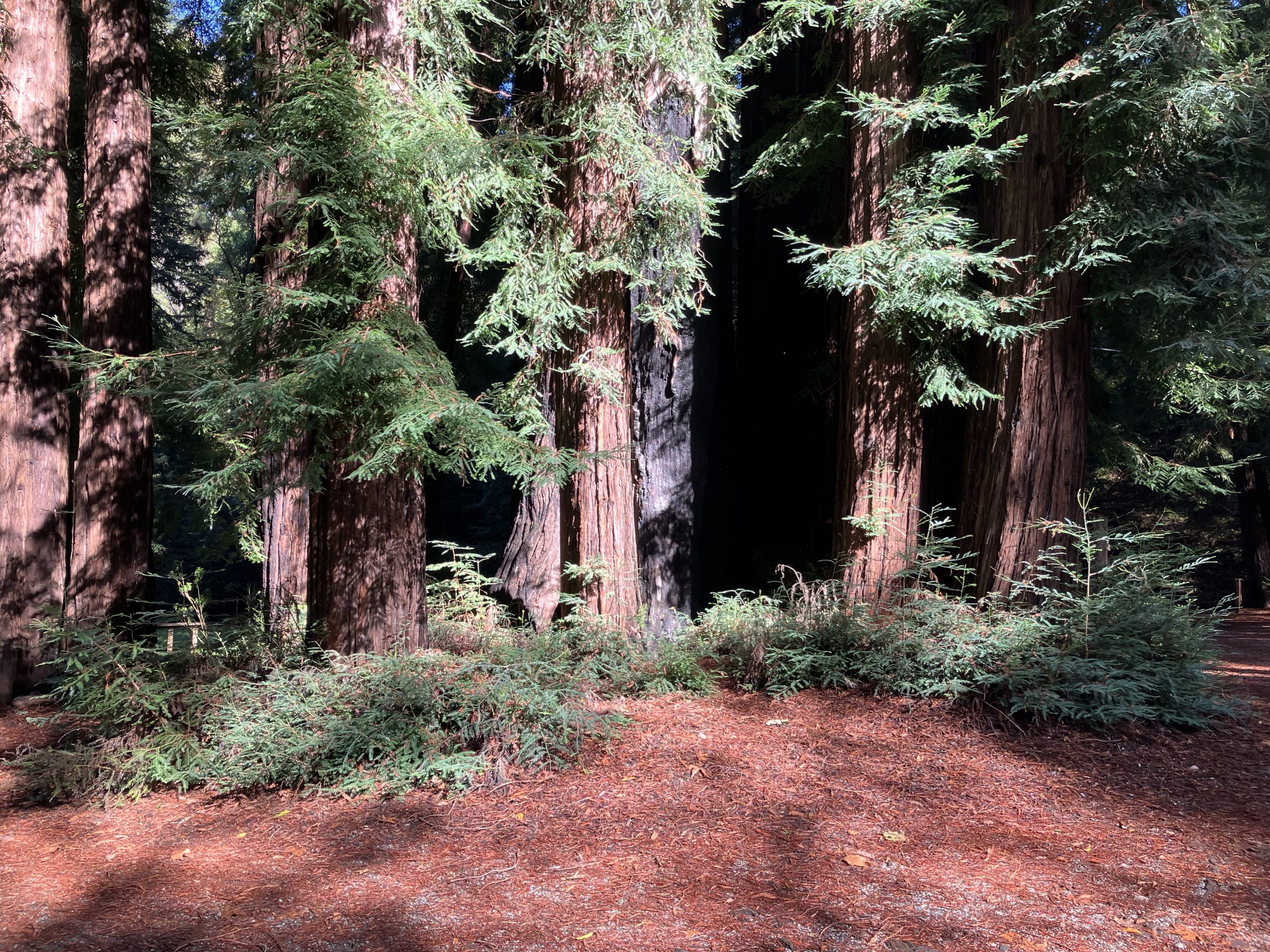 Ripplewood-Resort-Hotel-Big-Sur-Cabin-7-1