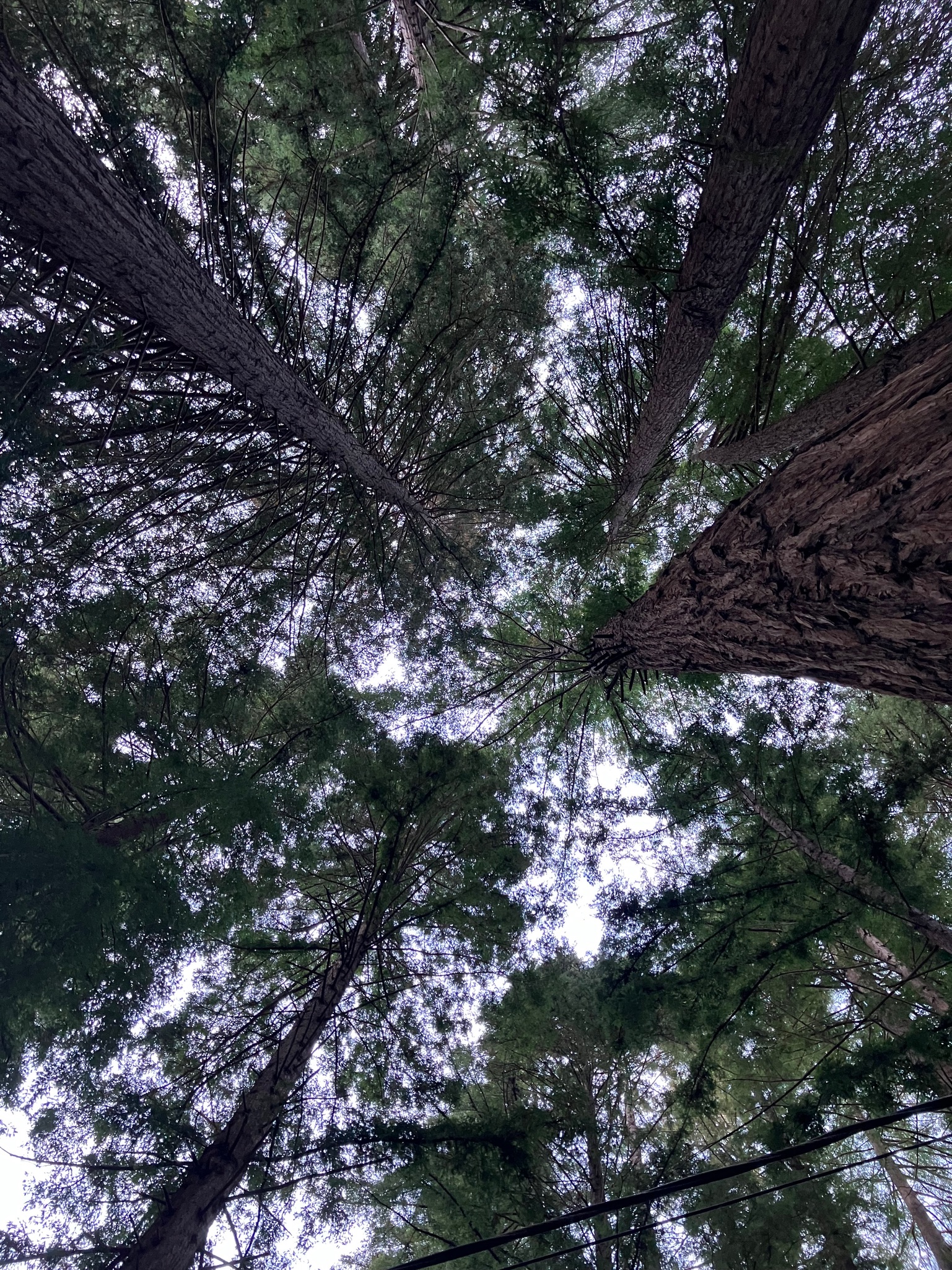 Ripplewood-Resort-Hotel-Big-Sur-Cabin-5-9